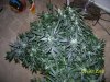 Next Grow S 007.jpg