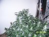 Next Grow S 010.jpg