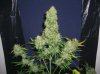 MF_8-3-12 1 HARVEST.JPG