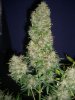 MF_8-3-12 2 HARVEST.JPG