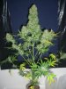 MF_8-3-12 3 HARVEST.JPG