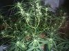 chocolate skunk day 29.JPG