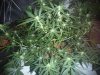 day 29 chocolate skunk.JPG