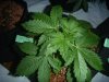 big bang auto green house seeds.JPG