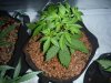 cherry bomb auto bomb seeds.JPG