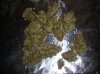 MF_8-8-12 1 HARVEST.JPG