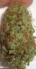 MF_8-8-12 3 HARVEST.jpg