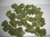 AA_8-8-12 1 HARVEST.JPG