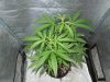 3rd MS Grow 008.jpg