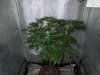 3rd MS Grow 010.jpg