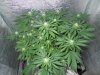 3rd MS Grow 011.jpg