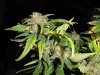 sweet_skunk#2_2.jpg