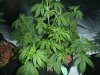 big bang auto green house seeds  14-18 days old.JPG