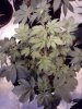 big bang auto greenhouse seeds 14-17 days old.jpg