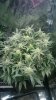 4-5-17 White Cheese #1.jpg