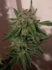 4-13-17 White Cheese #3.jpg