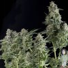 pyramid-auto-northern-lights-feminised-seeds_500.jpg