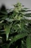 Onyx 52 days D bud 2.jpg