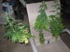 seeds skunk peppers 007.JPG