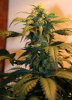 ONYX 58 DAYS E BUD.jpg