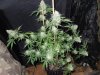 3rd MS Grow 010.jpg