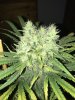 Aurora Indica Crown 2.JPG