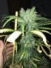 Aurora Indica Crown.JPG