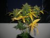 AUTOBOMB HARVEST 1_9-9-12.jpg