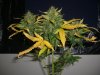 AUTOBOMB HARVEST 2_9-9-12.jpg