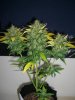 AUTOBOMB HARVEST 5_9-9-12.jpg