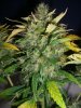 AUTOBOMB HARVEST 6_9-9-12.jpg