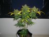 AUTOBOMB HARVEST 7_9-9-12.jpg