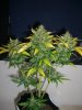 AUTOBOMB HARVEST 8_9-9-12.jpg