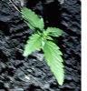 plant 2.png