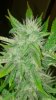 Black Diesel 6-26 2.jpg