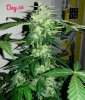 66702_autocolorado-cookies_dutch-passion_autocolorado-cookies.jpg