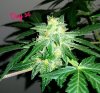 66704_autocolorado-cookies_dutch-passion_autocolorado-cookies.jpg