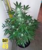 67403_green-crack_fastbuds_green-crack.jpg