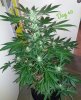 67407_green-crack_fastbuds_green-crack.jpg