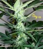 67409_green-crack_fastbuds_green-crack.jpg