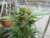 DL-harvest-day-6.jpg