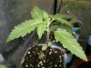 purple mazar 22 days from seed.jpg