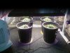 Grow #1 Auto Widow 035.jpg