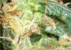 JESCO TRICHS #5_8-8-11.jpg