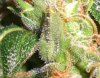 RUNTY TRICHS #1_8-8-11.jpg