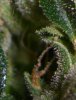 OUIJA TRICHS #1_8-8-11.jpg