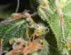 OUIJA TRICHS #2_8-8-11.jpg