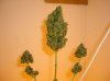 1ST HARVEST OF SR #2_8-8-11.JPG