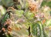 RUNTY TRICHS #1_8-9-11.jpg