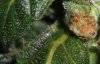 RUNTY TRICHS #2_8-9-11.jpg